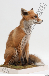 Fox  2 whole body 0002.jpg